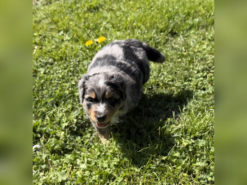 Miniature Australian Shepherd Welpen (Mini Aussie)