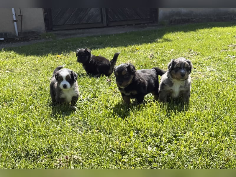 Miniature Australian Shepherd Welpen (Mini Aussie)
