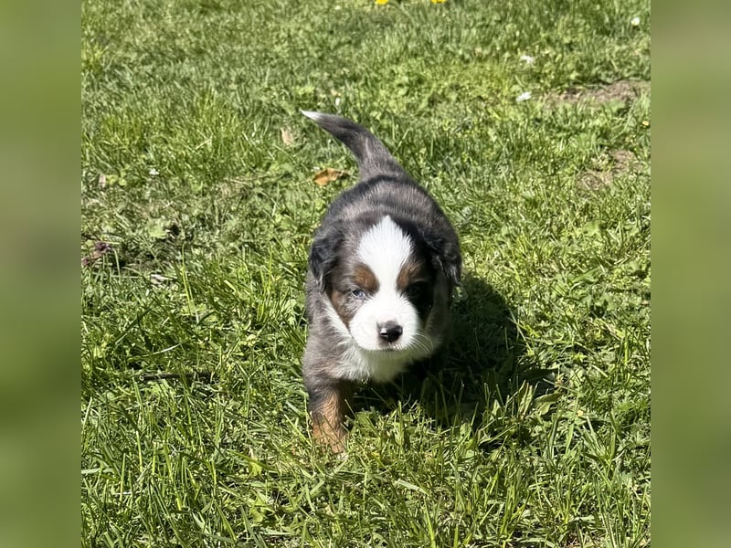 Miniature Australian Shepherd Welpen (Mini Aussie)