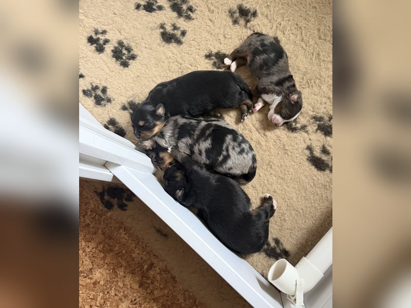 Miniature Australian Shepherd Welpen (Mini Aussie)