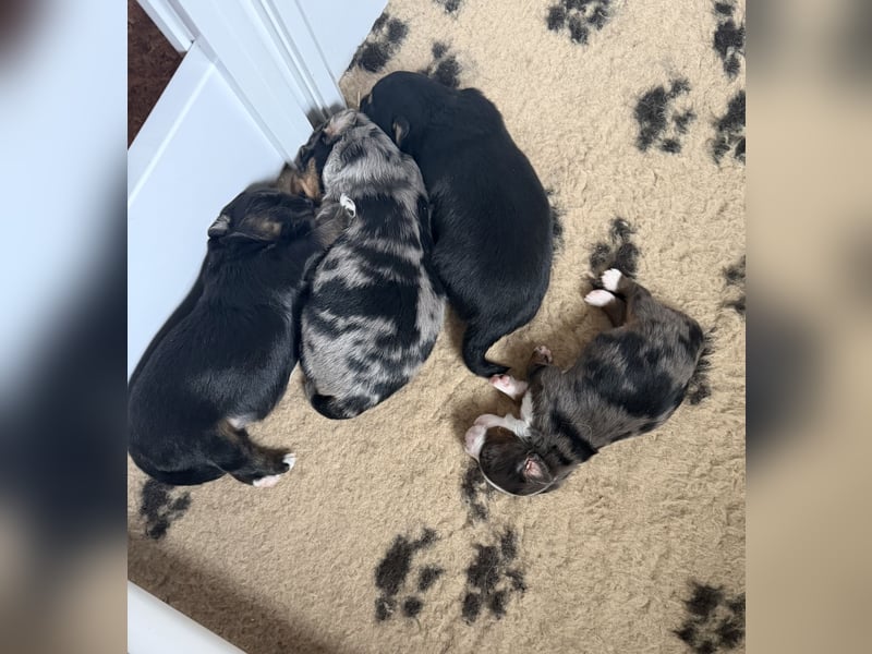 Miniature Australian Shepherd Welpen (Mini Aussie)