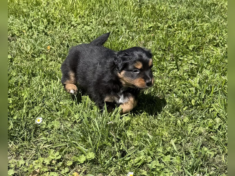 Miniature Australian Shepherd Welpen (Mini Aussie)