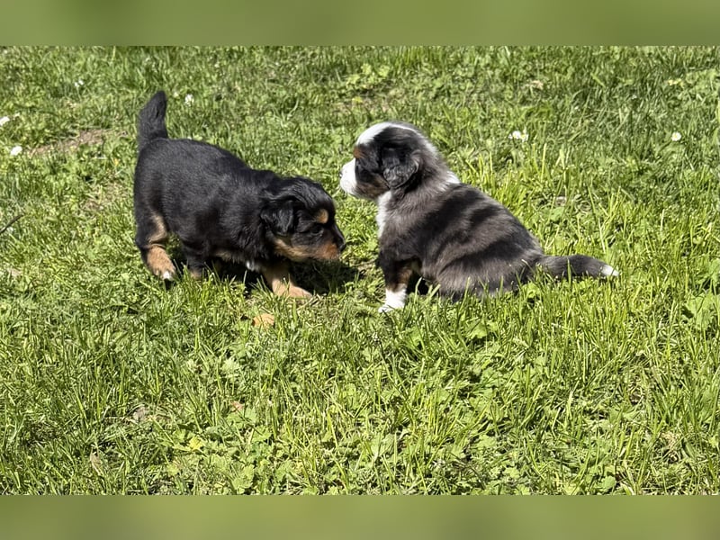 Miniature Australian Shepherd Welpen (Mini Aussie)