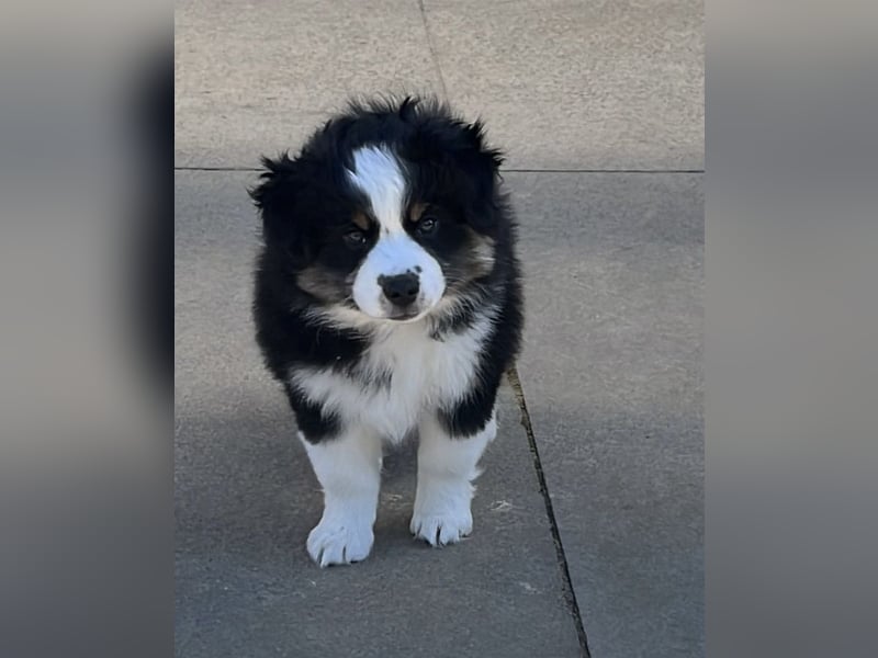 Mini Aussie Manuka sucht ein tolles Zuhause