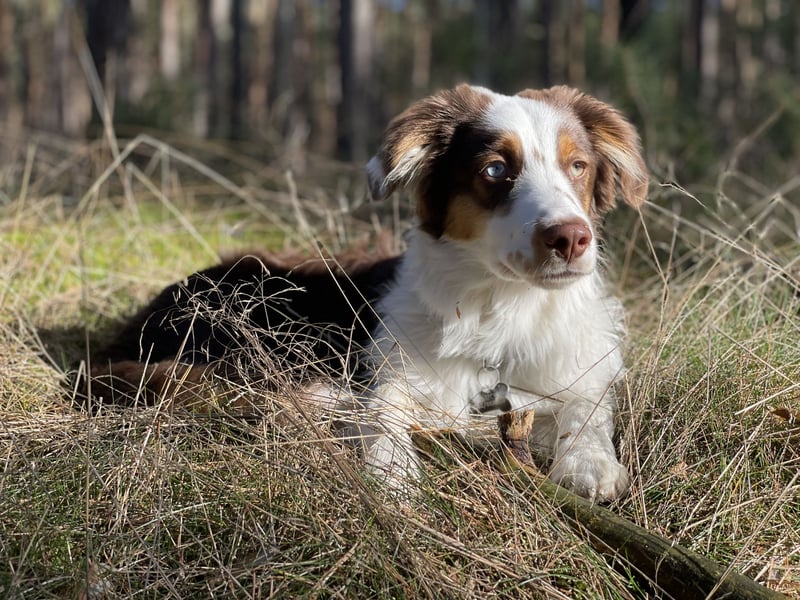 Tug sucht sein Für-Immer-Zuhause