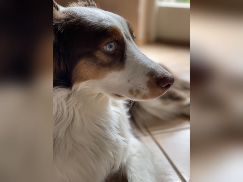 Tug sucht sein Für-Immer-Zuhause