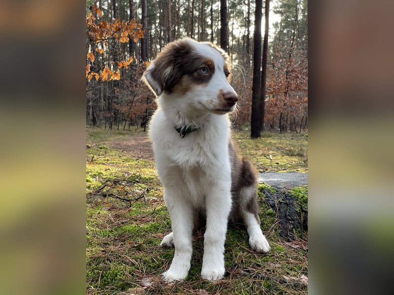 Tug sucht sein Für-Immer-Zuhause