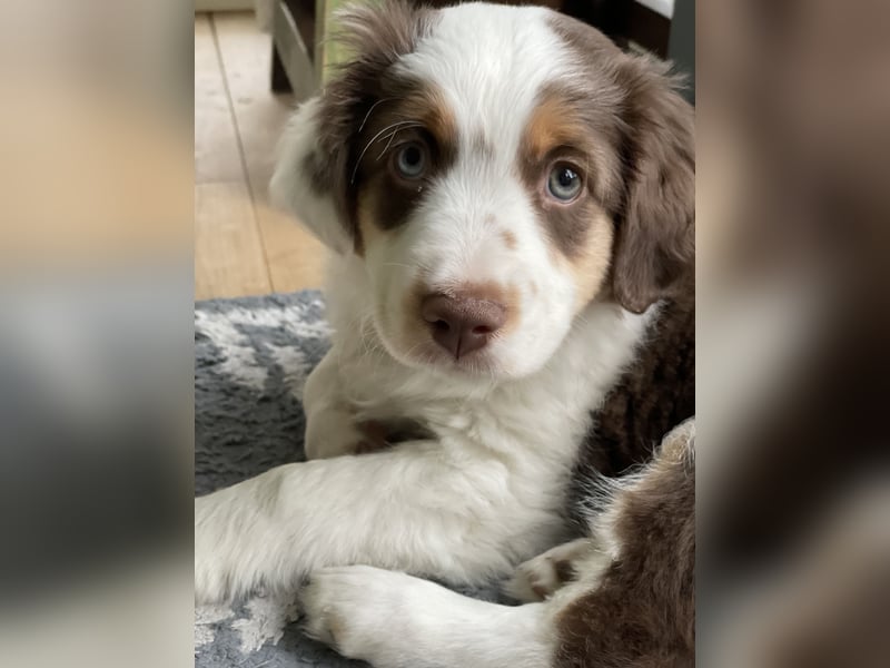 Tug sucht sein Für-Immer-Zuhause