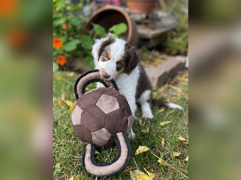 Tug sucht sein Für-Immer-Zuhause