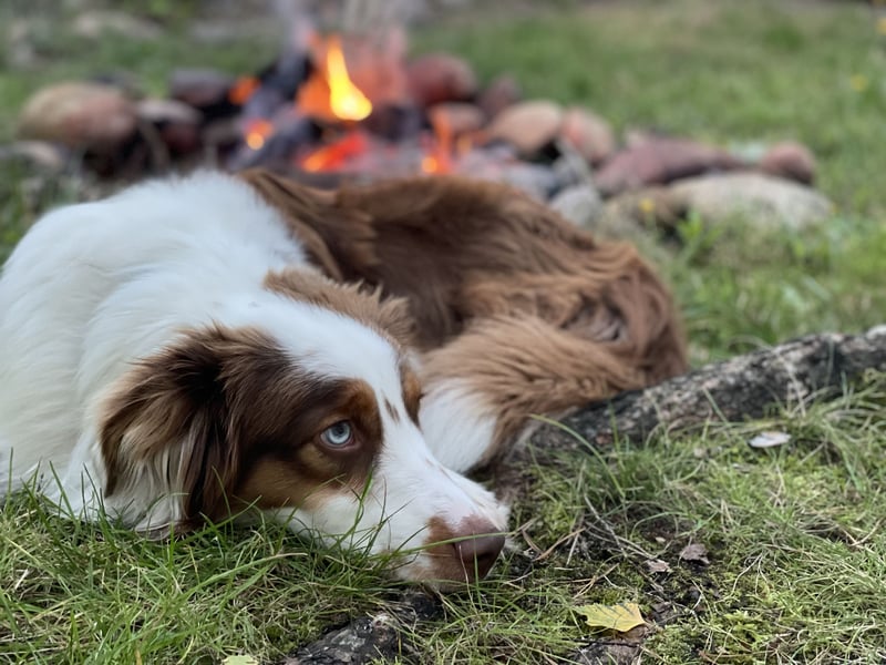 Tug sucht sein Für-Immer-Zuhause