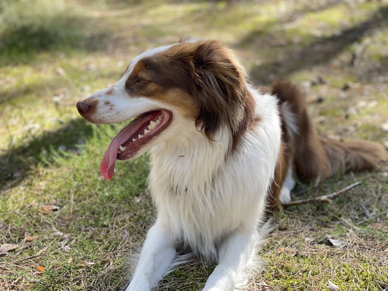 Tug sucht sein Für-Immer-Zuhause