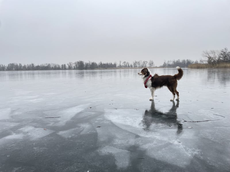 Tug sucht sein Für-Immer-Zuhause