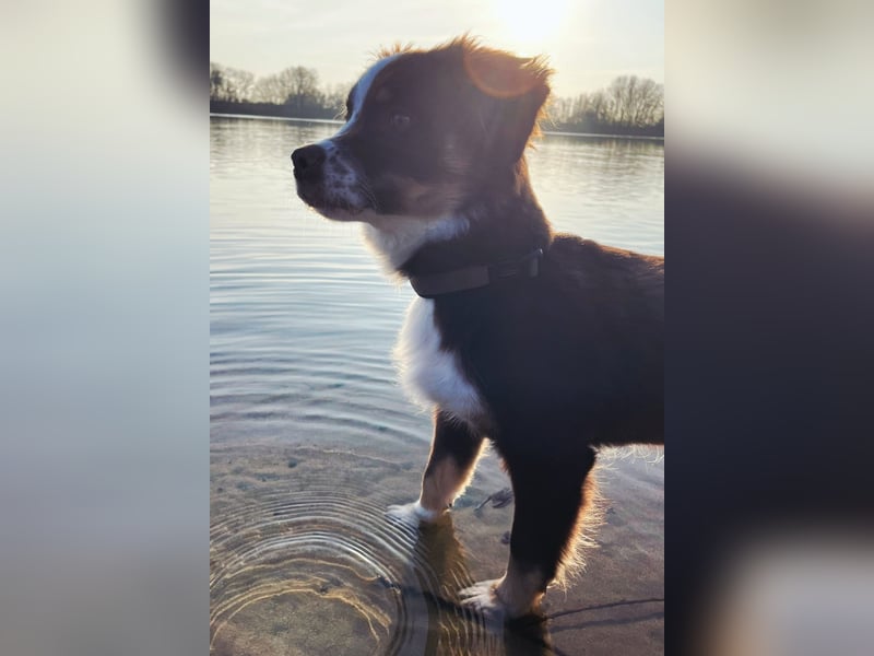 Carlo sucht sein neues Zuhause