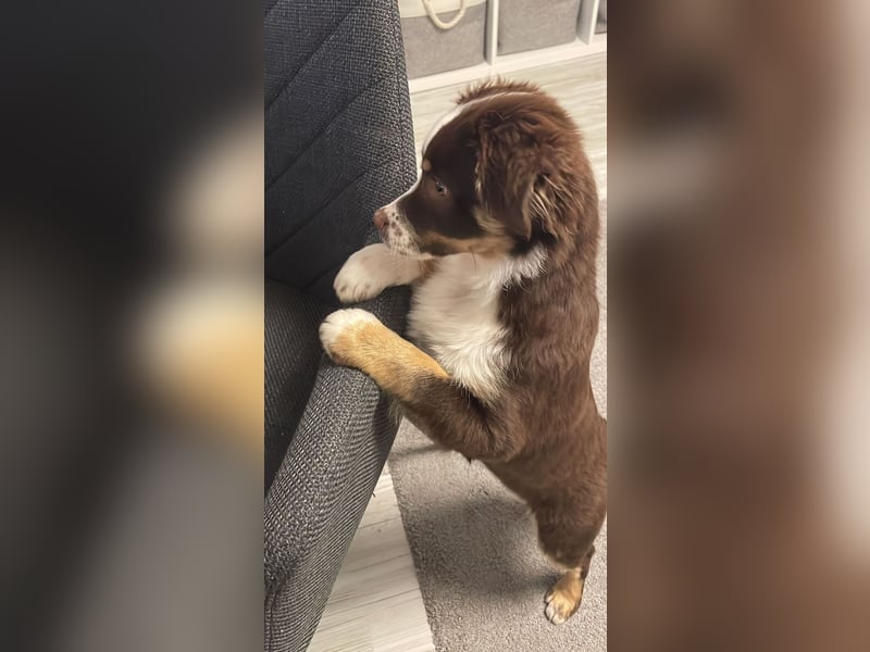 Carlo sucht sein neues Zuhause