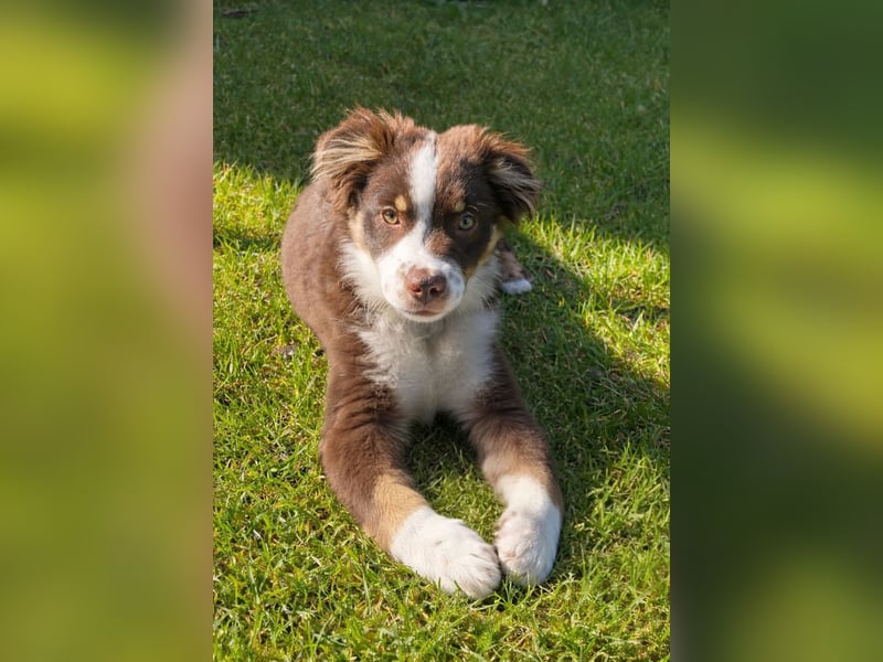 Carlo sucht sein neues Zuhause