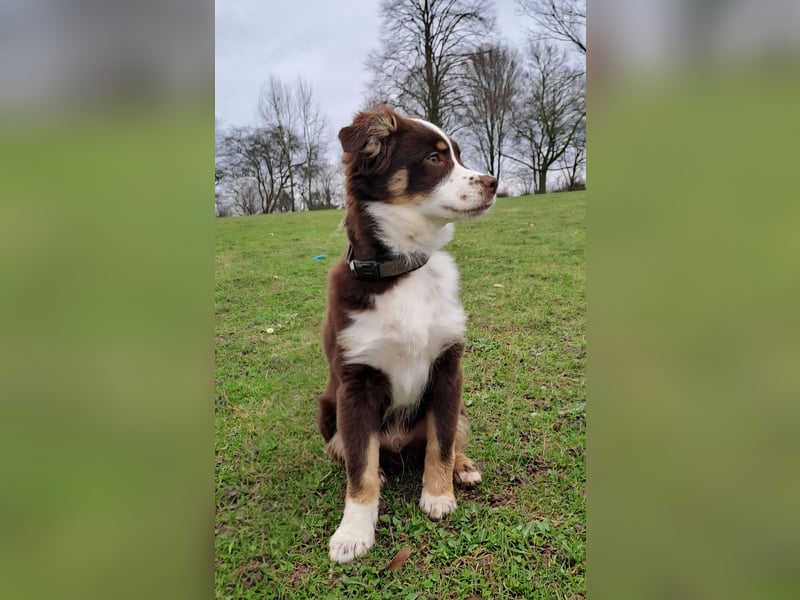 Carlo sucht sein neues Zuhause