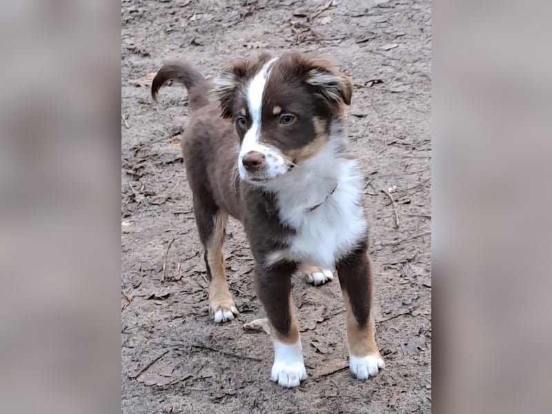 Carlo sucht sein neues Zuhause
