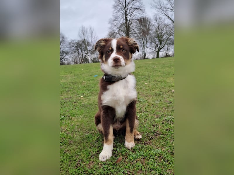 Carlo sucht sein neues Zuhause