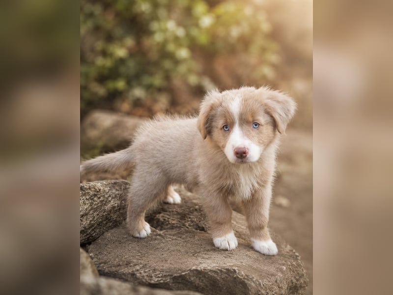Miniature Australian Shepherd Welpen mit Papieren