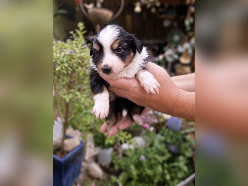 Mini Miniature Australian Shepherd Welpen mit Papieren