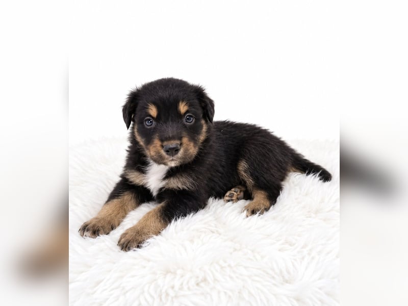 Unsere wunderschönen Miniature Australian Shepherd Welpen machen sich bereits jetzt auf die Suche na