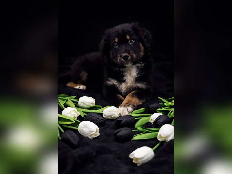 Miniature Australian Shepherd Welpen mit Papieren