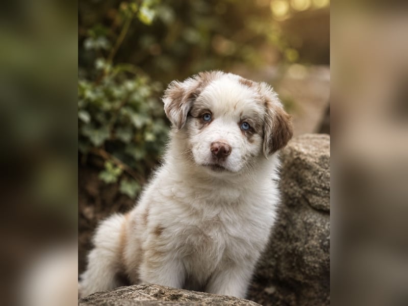 Miniature Australian Shepherd Welpen mit Papieren