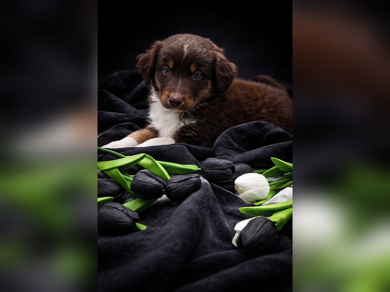 Miniature Australian Shepherd Welpen mit Papieren