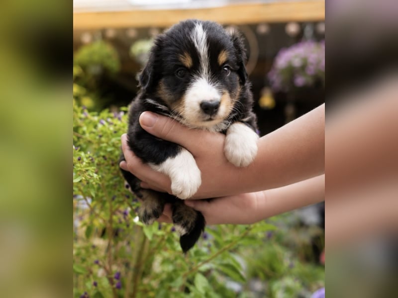 Mini Miniature Australian Shepherd Welpen mit Papieren