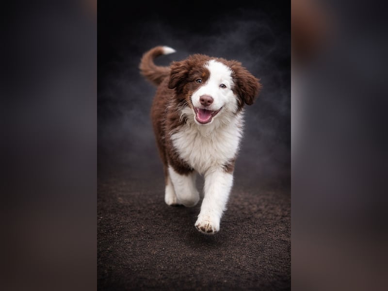 Miniature Australian Shepherd Welpen mit Papieren