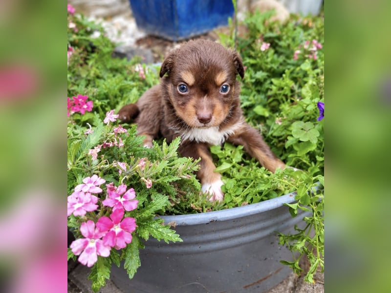 Mini Miniature Australian Shepherd Welpen mit Papieren