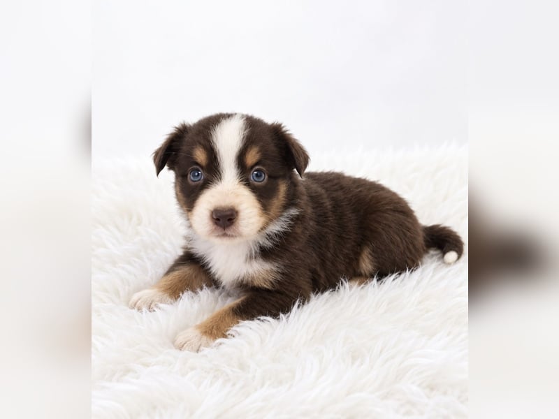 Unsere wunderschönen Miniature Australian Shepherd Welpen machen sich bereits jetzt auf die Suche na