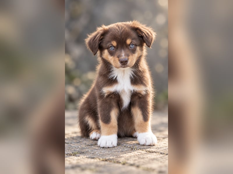 Mini Miniature Australian Shepherd Welpen mit Papieren