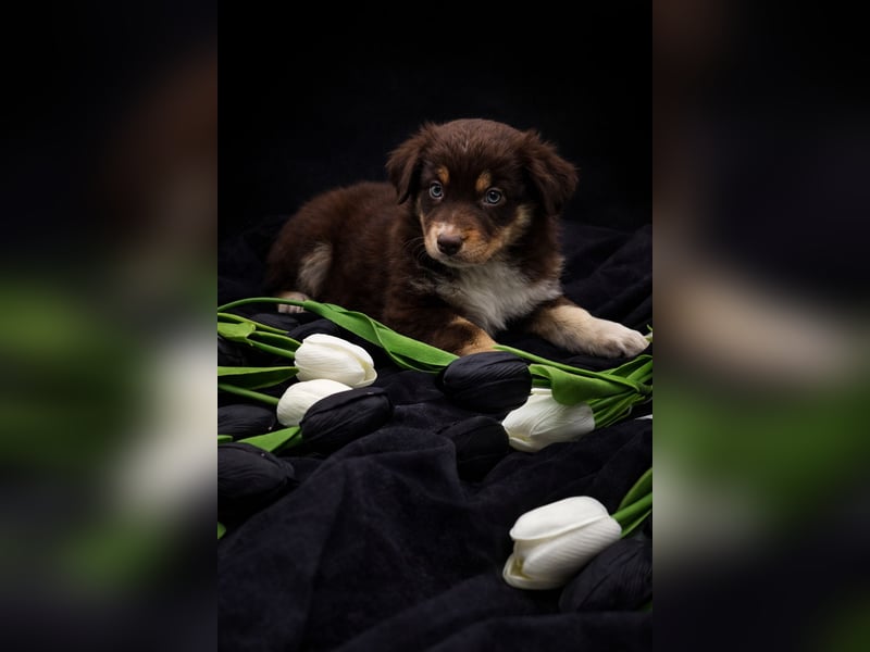 Miniature Australian Shepherd Welpen mit Papieren