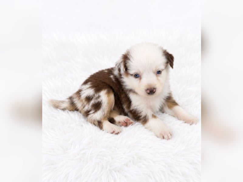 Unsere wunderschönen Miniature Australian Shepherd Welpen machen sich bereits jetzt auf die Suche na