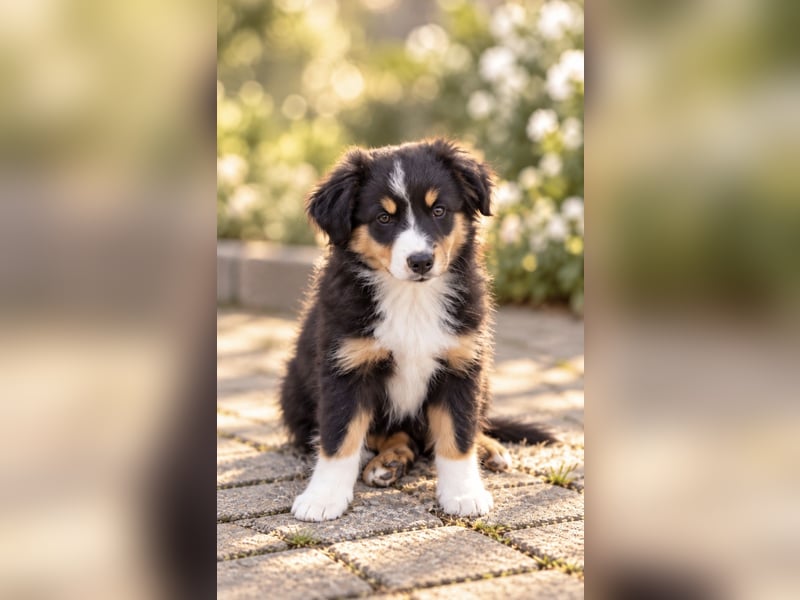 Mini Miniature Australian Shepherd Welpen mit Papieren