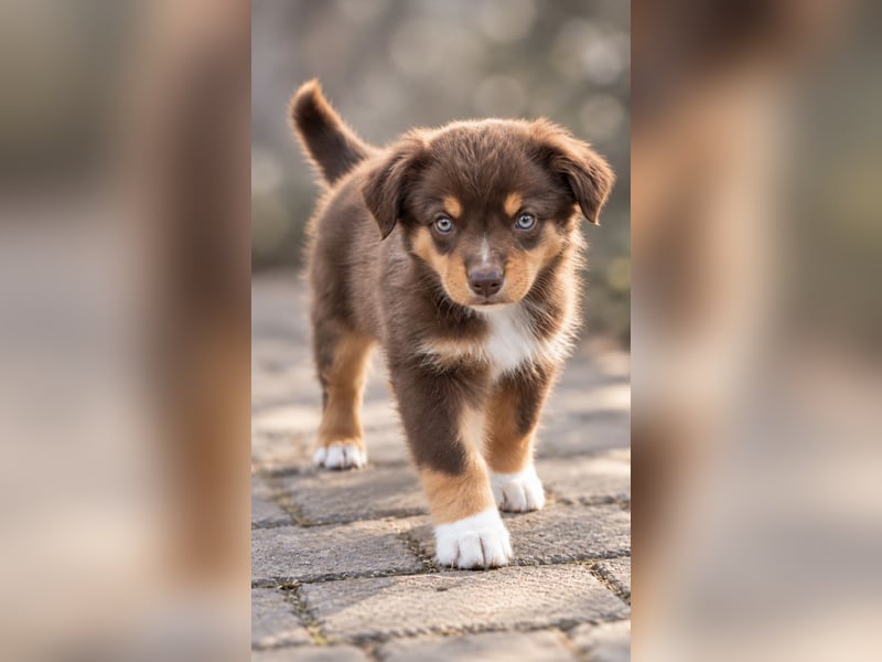 Mini Miniature Australian Shepherd Welpen mit Papieren