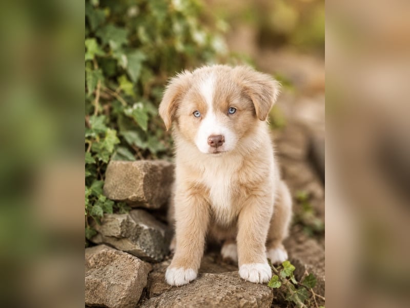 Miniature Australian Shepherd Welpen mit Papieren