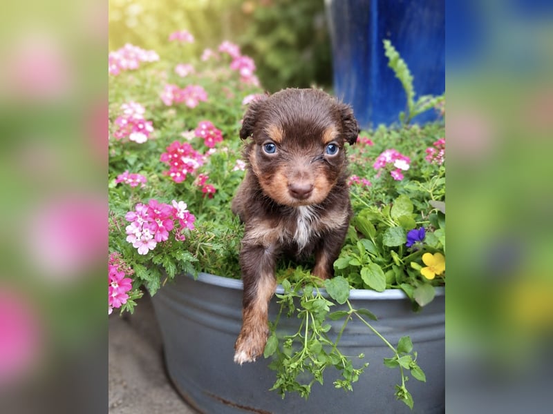 Mini Miniature Australian Shepherd Welpen mit Papieren