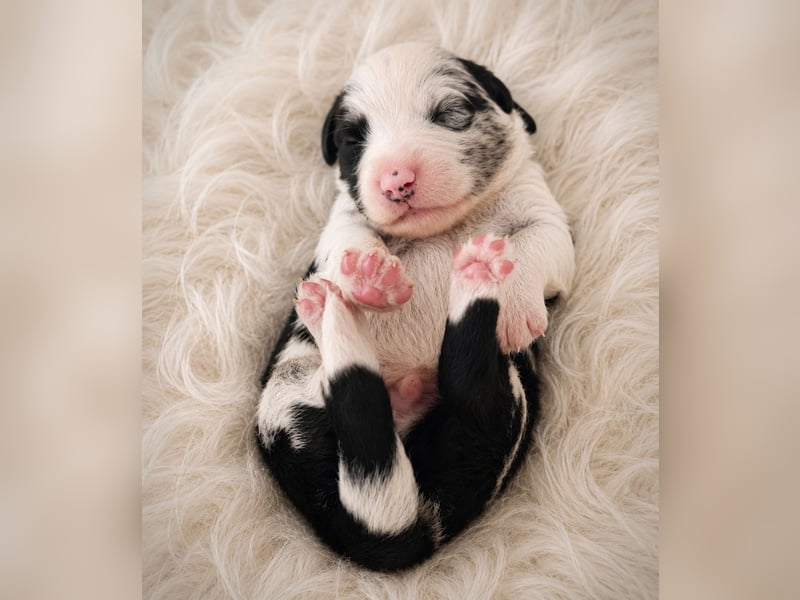 Miniature Australian Shepherd Welpen mit Papieren