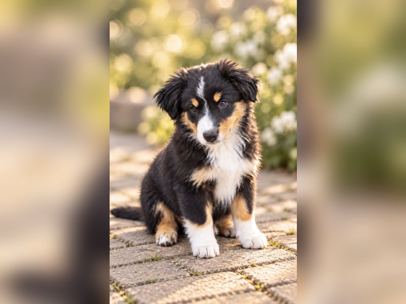 Mini Miniature Australian Shepherd Welpen mit Papieren
