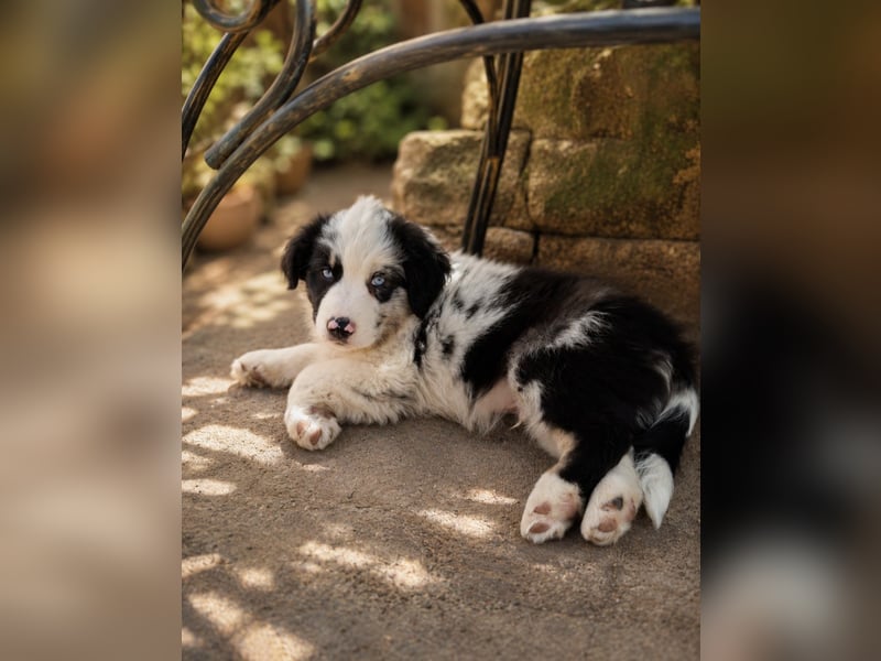 Miniature Australian Shepherd Welpen mit Papieren