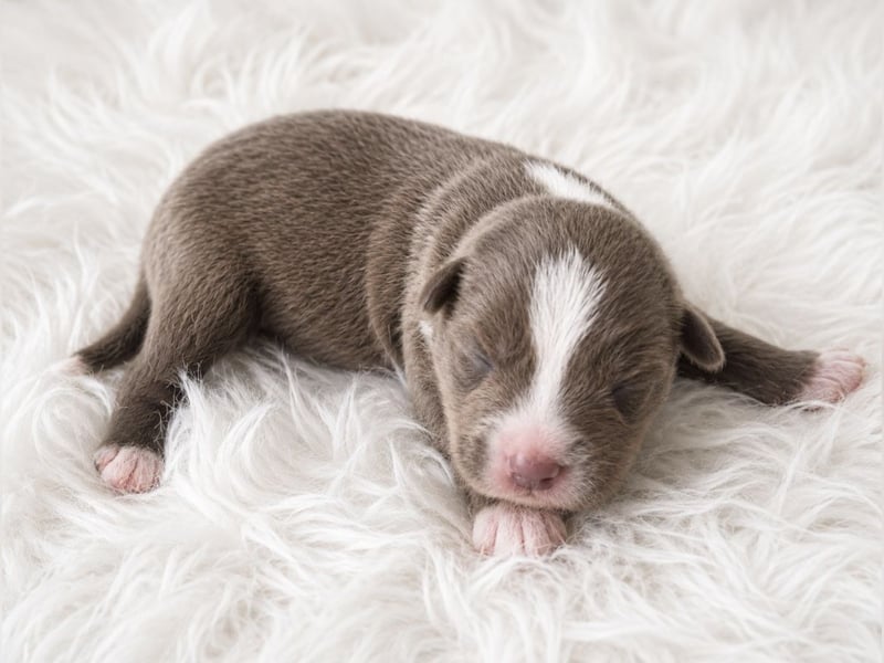 Miniature Australian Shepherd Welpen mit Papieren