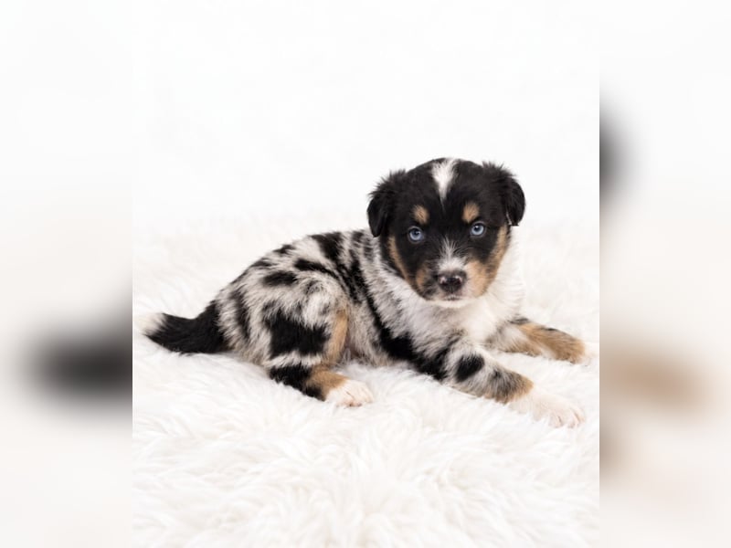 Unsere wunderschönen Miniature Australian Shepherd Welpen machen sich bereits jetzt auf die Suche na