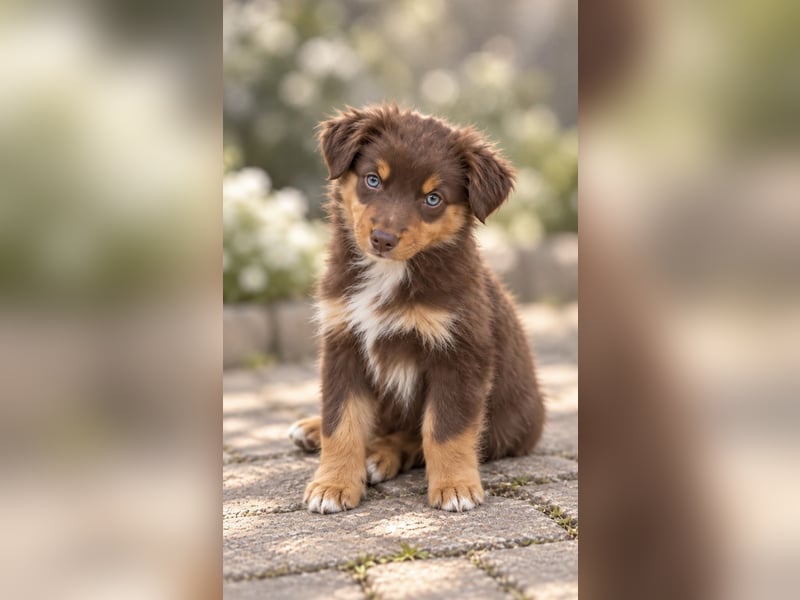 Mini Miniature Australian Shepherd Welpen mit Papieren
