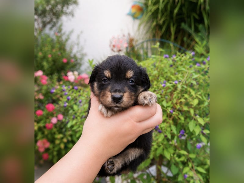 Mini Miniature Australian Shepherd Welpen mit Papieren