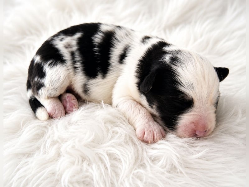 Miniature Australian Shepherd Welpen mit Papieren