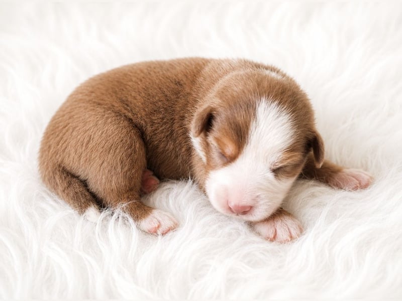Miniature Australian Shepherd Welpen mit Papieren