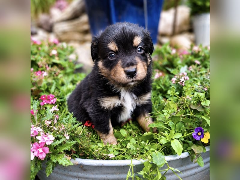 Mini Miniature Australian Shepherd Welpen mit Papieren