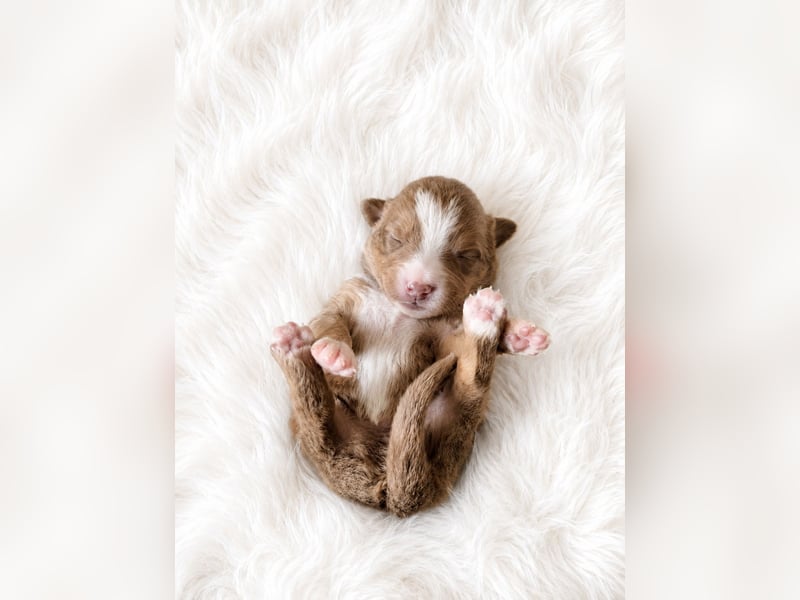 Miniature Australian Shepherd Welpen mit Papieren